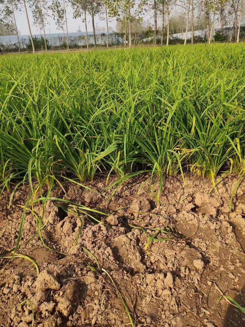 金娃娃萱草大量批发基地直发一手货源支持视频看货