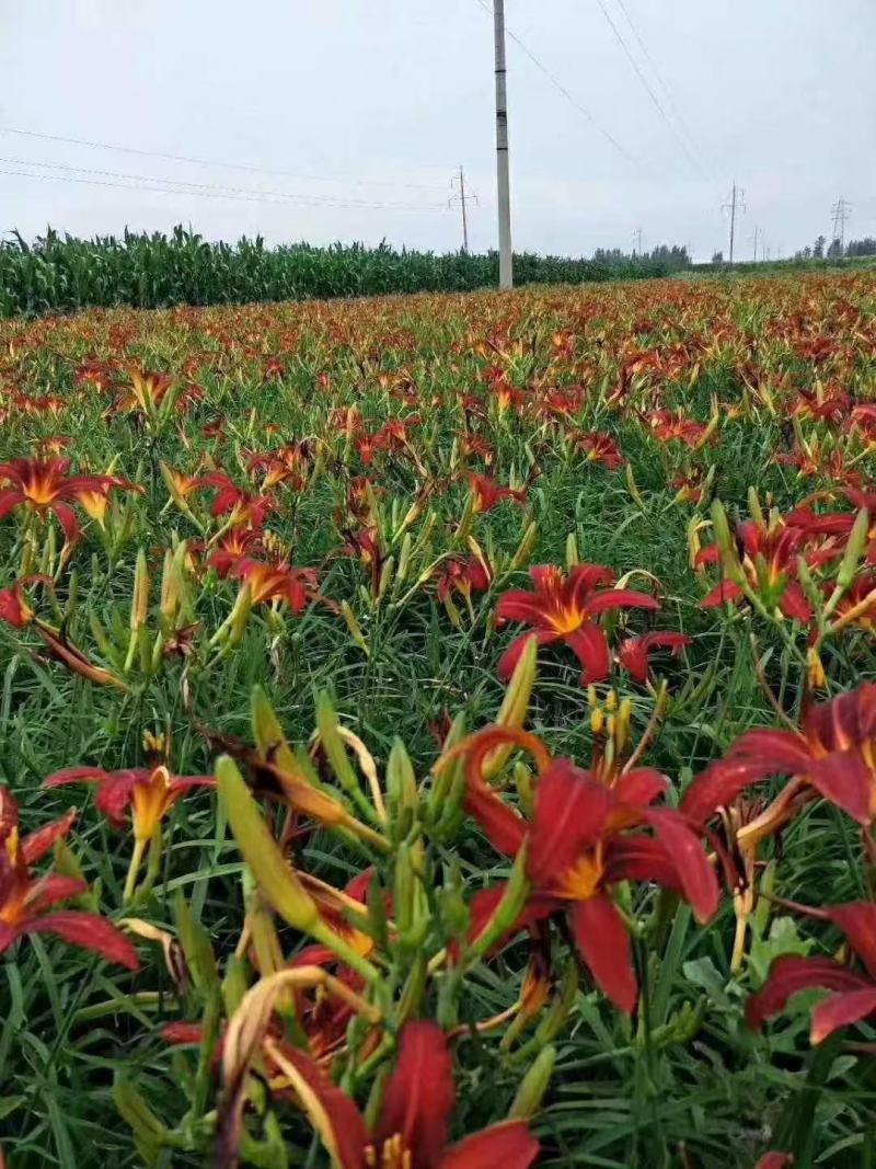苗圃基地直销一手货源大花萱草各种规格齐全欢迎老板电话咨询