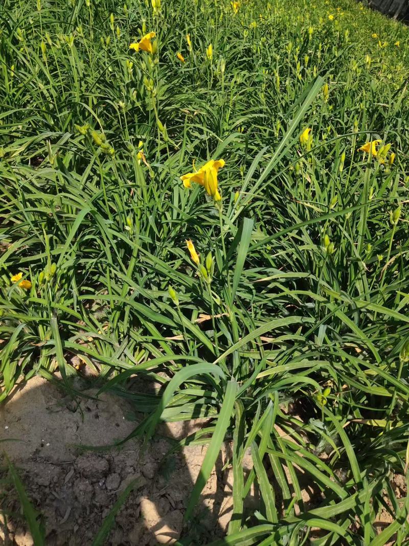 苗圃基地直销一手货源大花萱草各种规格齐全欢迎老板电话咨询