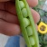 精品豌豆大量上市，颗粒饱满，大小均匀，无干瘪粒