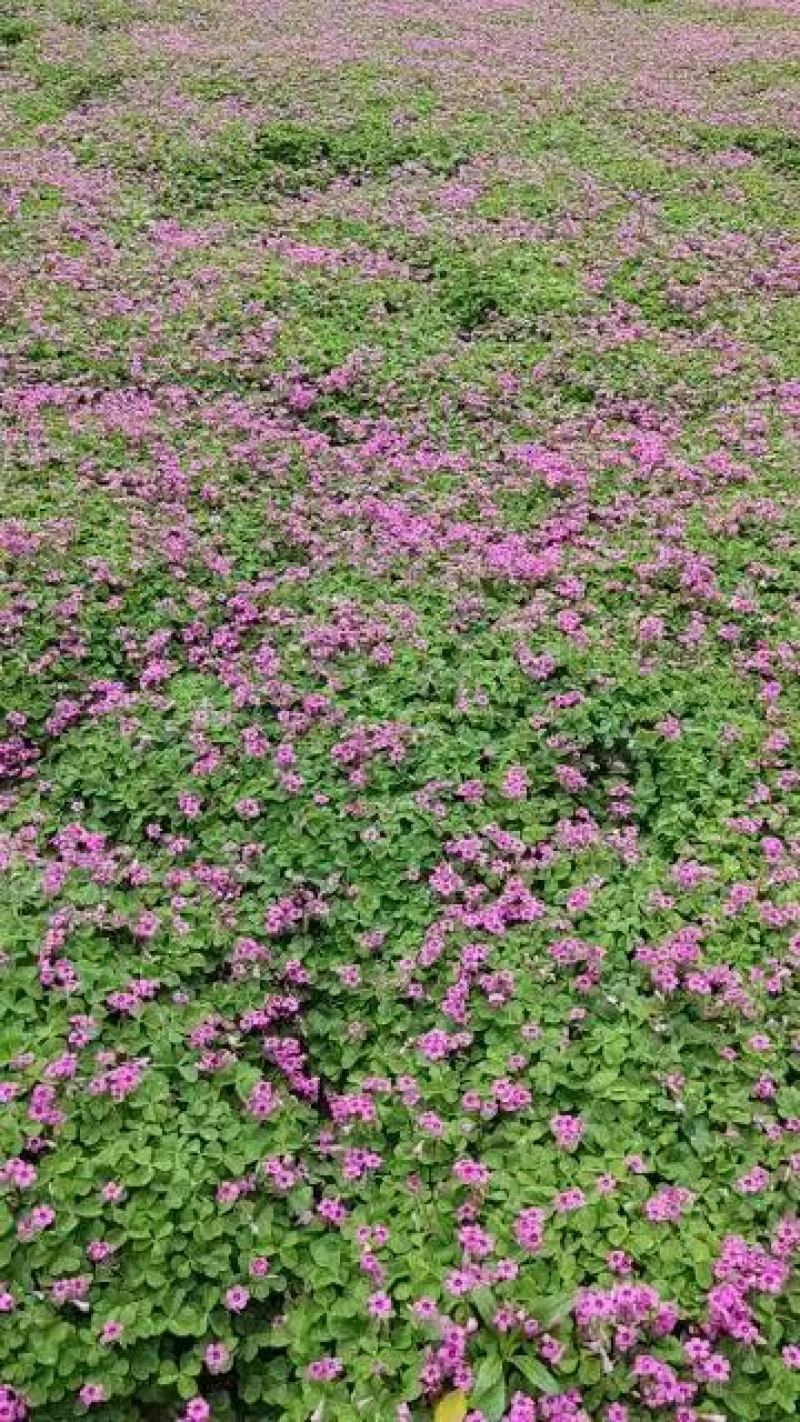 红花酢浆草一手货源基地直销全国发货支持视频看货