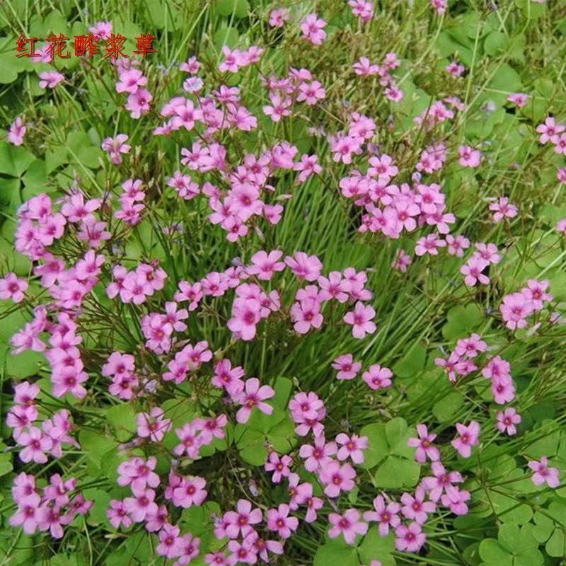 红花酢浆草一手货源基地直销全国发货支持视频看货