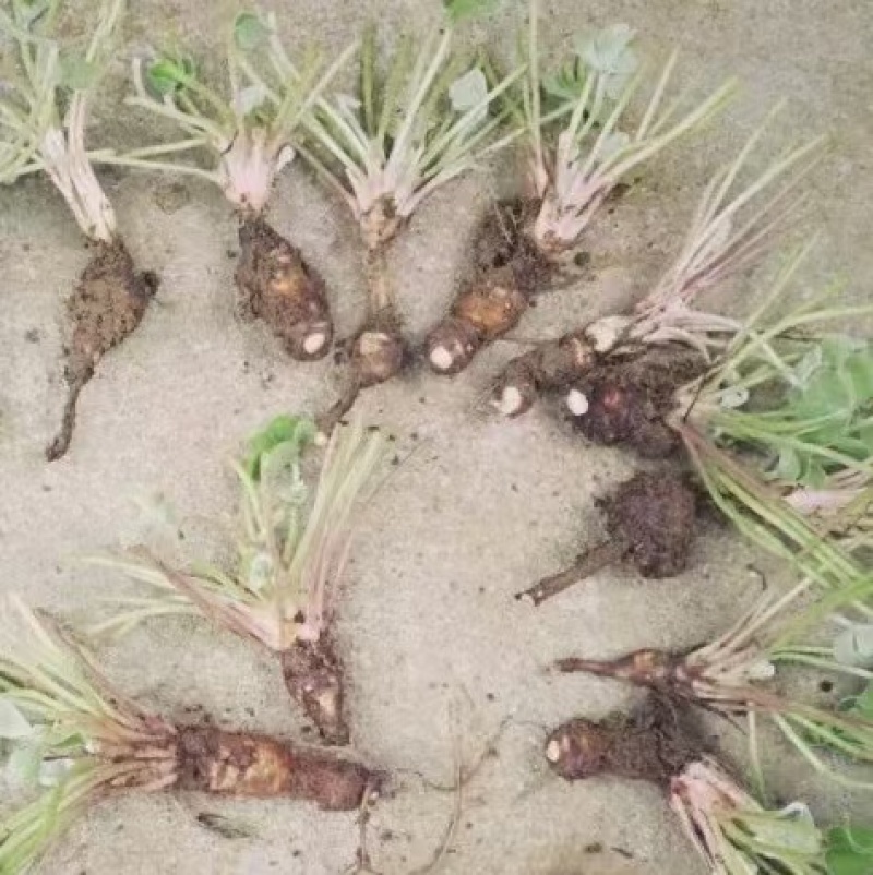 红花酢浆草一手货源基地直销全国发货支持视频看货
