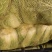 优质湖北黄芯大白菜