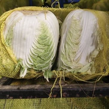 优质湖北黄芯大白菜