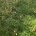 葱兰精品葱兰一手货源基地大量批发各种植物支持视频看货