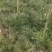 葱兰精品葱兰一手货源基地大量批发各种植物支持视频看货