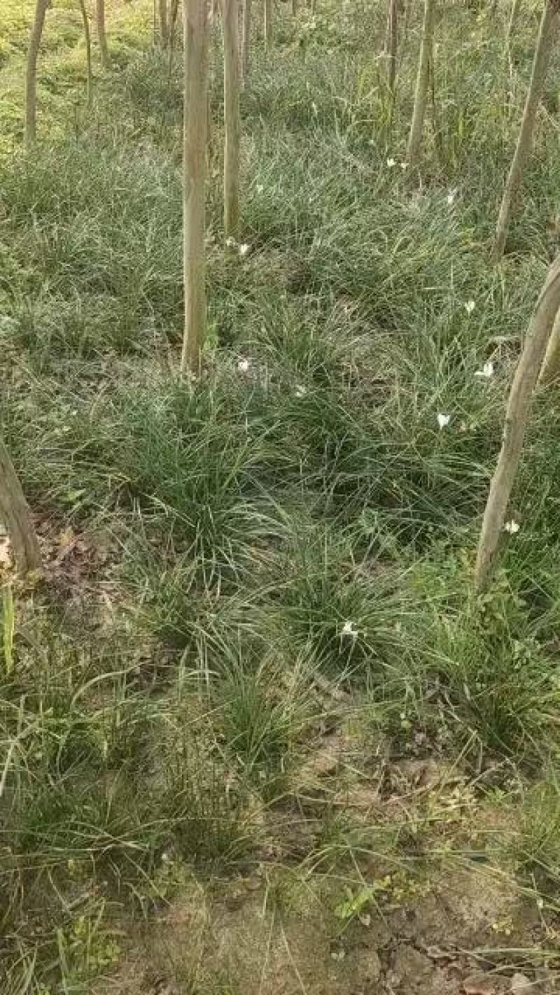 葱兰精品葱兰一手货源基地大量批发各种植物支持视频看货