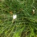 葱兰精品葱兰一手货源基地大量批发各种植物支持视频看货