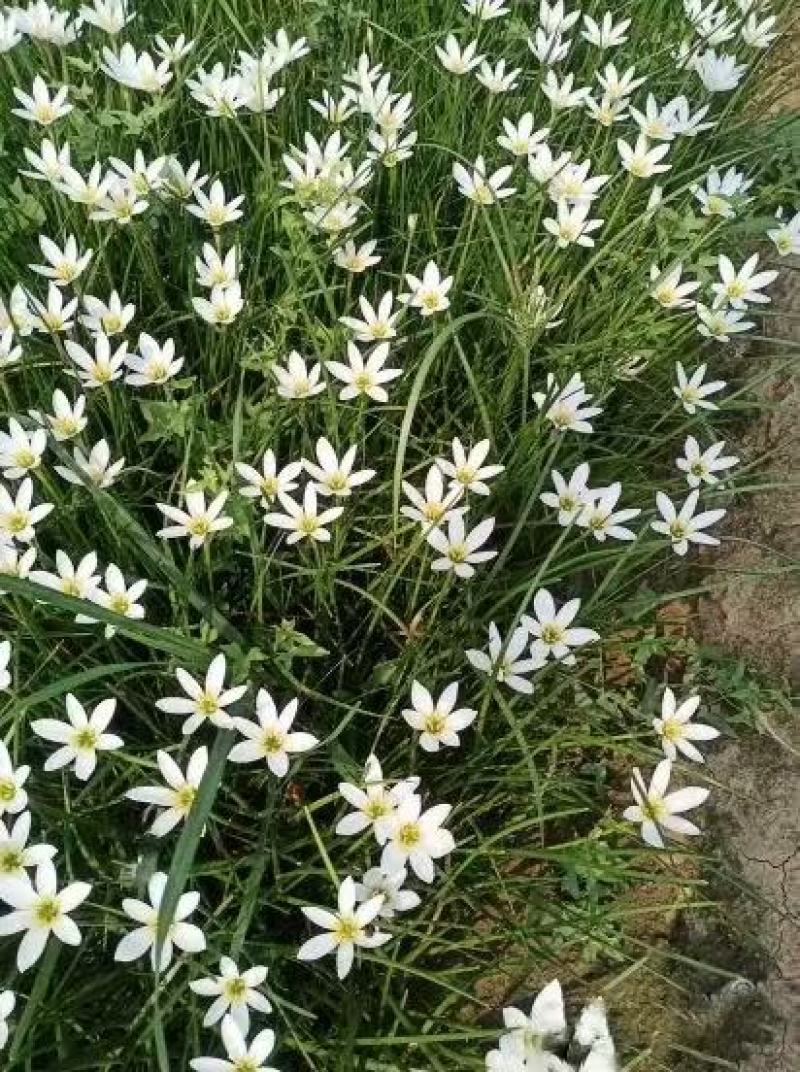 葱兰精品葱兰一手货源基地大量批发各种植物支持视频看货