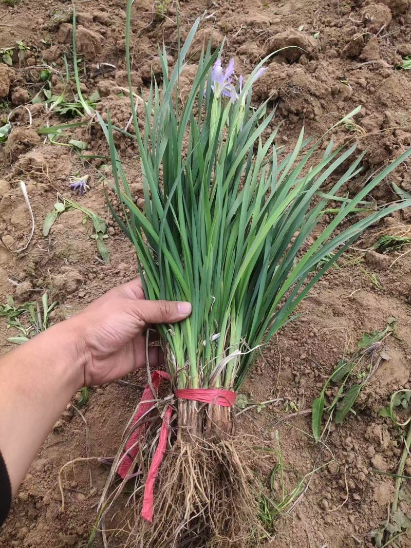 马兰各种规格齐全基地批发各种苗圃支持拿货视频看货
