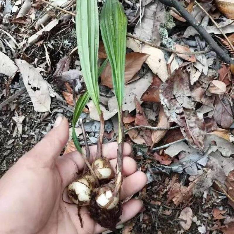 四川毛慈菇苗驯化苗规格齐全根系发达成活率高