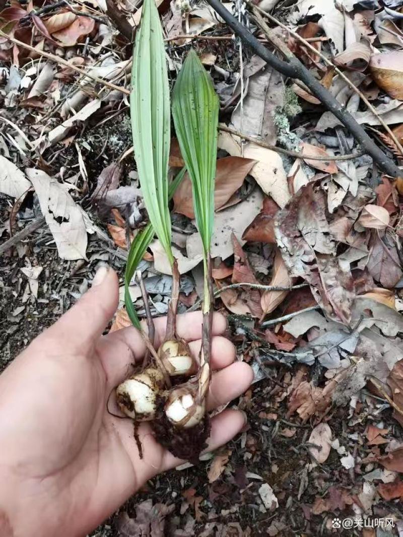 四川毛慈菇苗驯化苗规格齐全根系发达成活率高