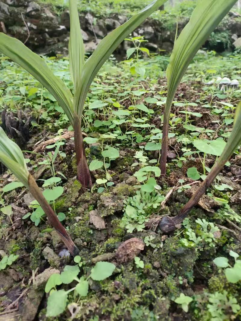 四川毛慈菇苗驯化苗规格齐全根系发达成活率高