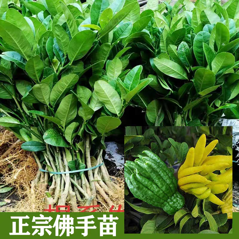 四川佛手树苗佛手苗规格齐全提供技术指导欢迎下单