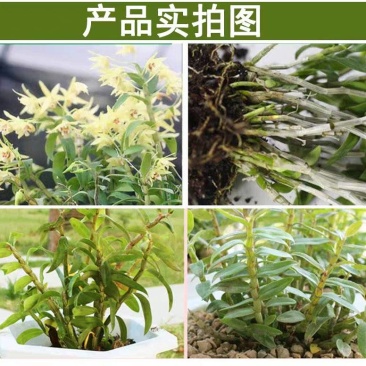 四川铁皮石斛苗规格齐全货源充足根系发达欢迎致电