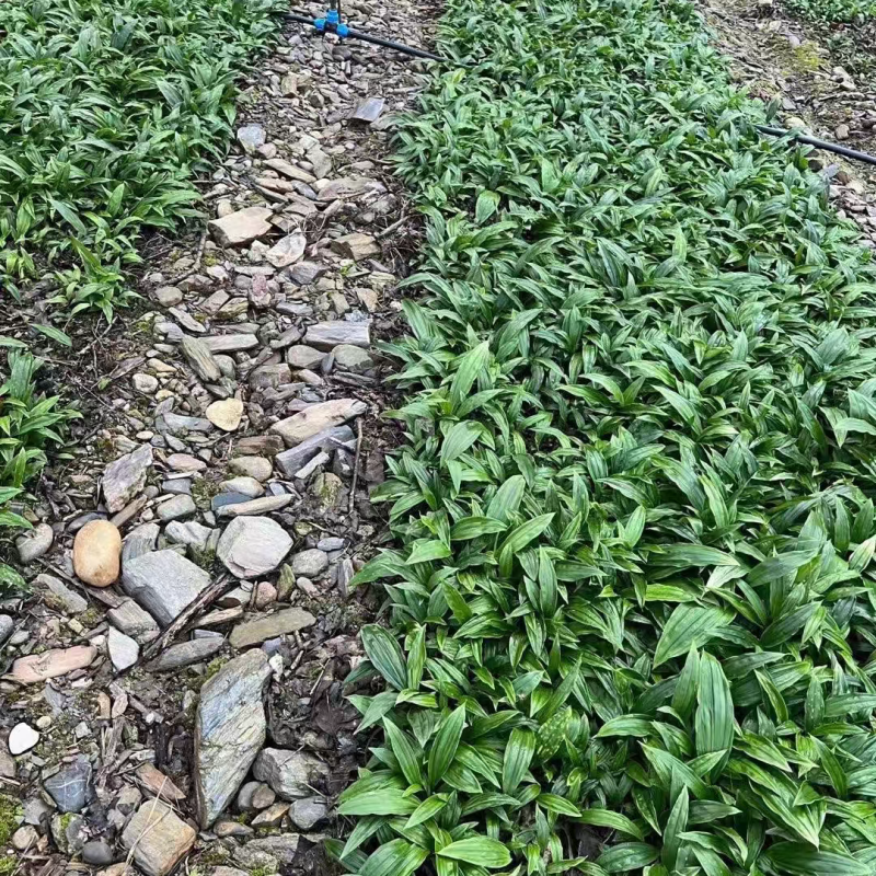 四川毛慈菇苗驯化苗规格齐全根系发达成活率高