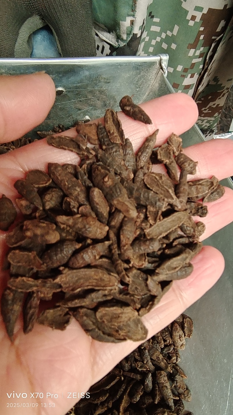 香附选货海南干货光香附2斤包邮量大从优