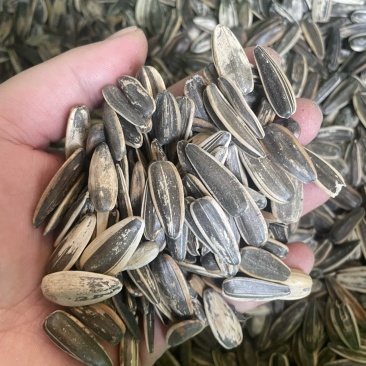 葵瓜子大量现货