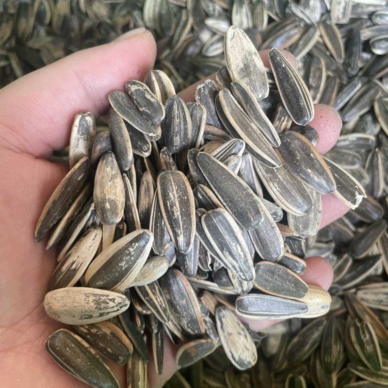 葵瓜子大量现货