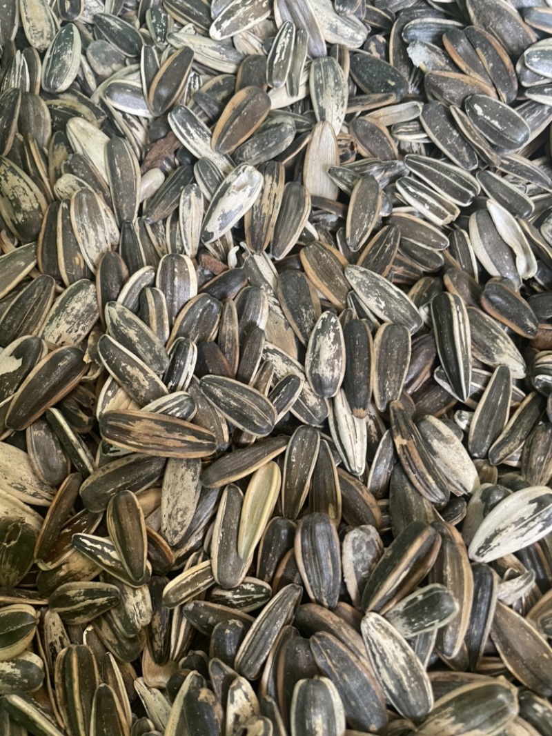 葵瓜子大量现货