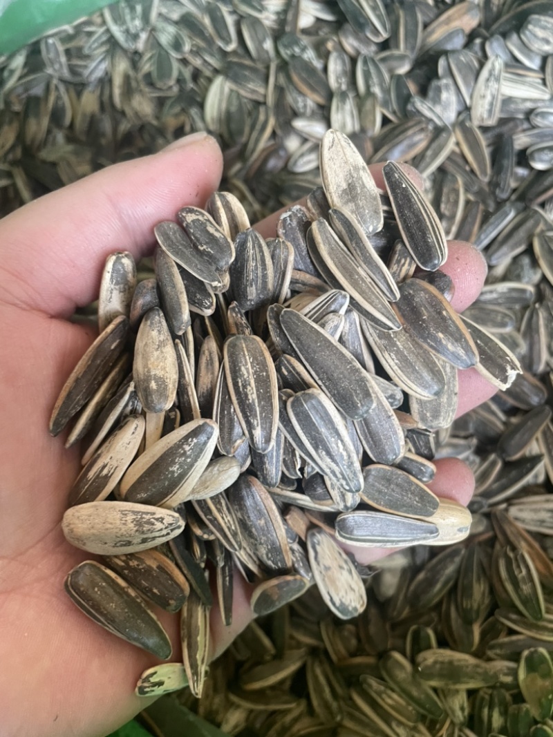 葵瓜子大量现货