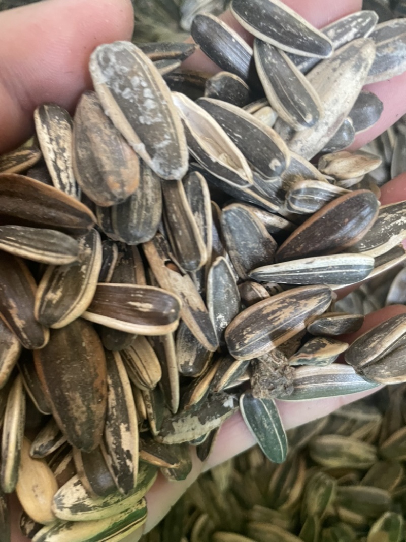 葵瓜子大量现货