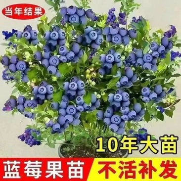 大果蓝莓树苗盆栽地栽果树苗南北方种植阳台庭院当年结果果树