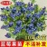 大果蓝莓树苗盆栽地栽果树苗南北方种植阳台庭院当年结果果树