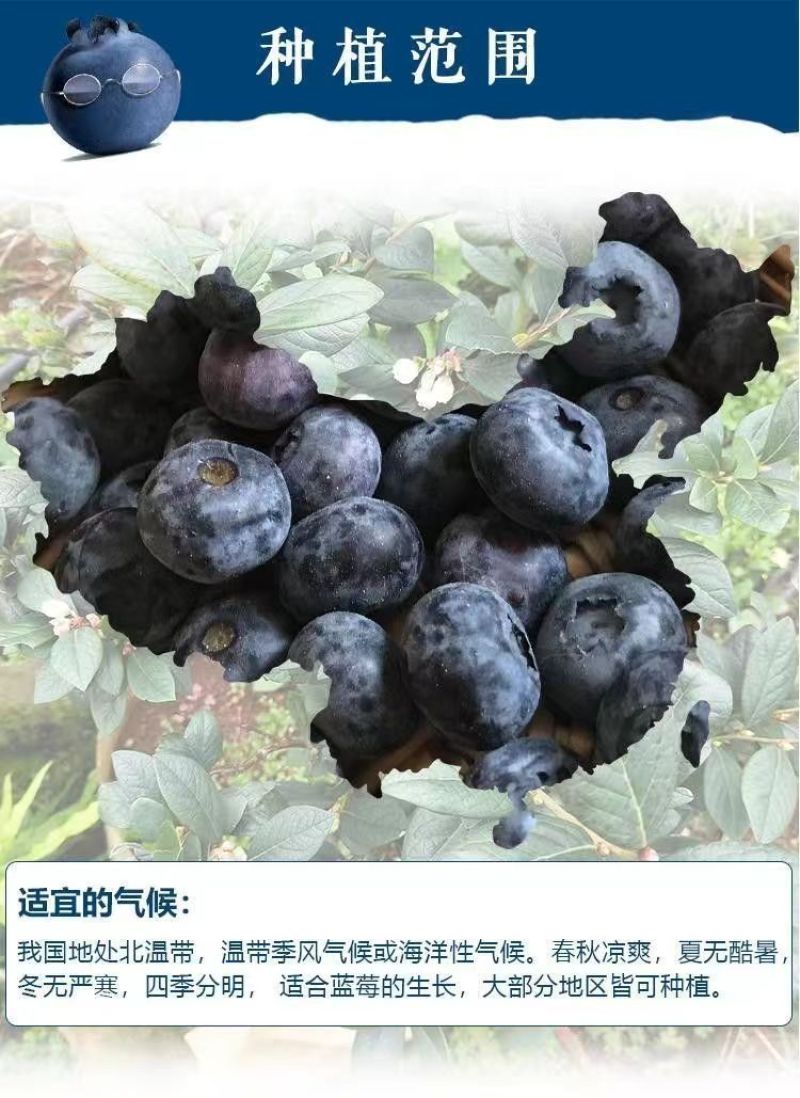 大果蓝莓树苗盆栽地栽果树苗南北方种植阳台庭院当年结果果树