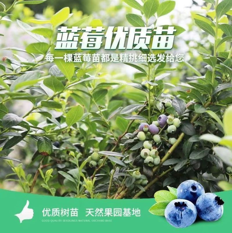 大果蓝莓树苗盆栽地栽果树苗南北方种植阳台庭院当年结果果树