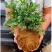 大果蓝莓树苗盆栽地栽果树苗南北方种植阳台庭院当年结果果树