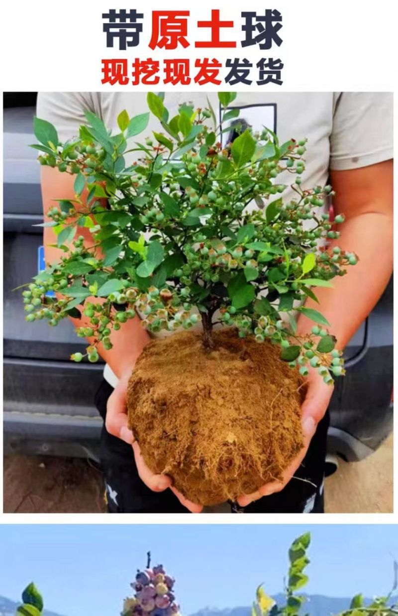 大果蓝莓树苗盆栽地栽果树苗南北方种植阳台庭院当年结果果树