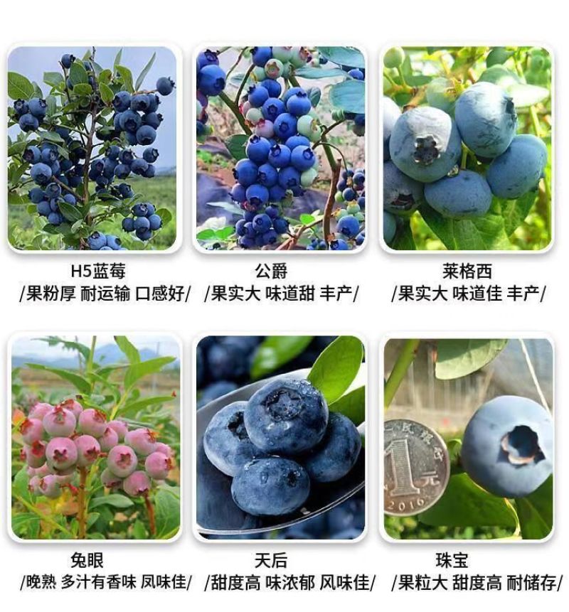大果蓝莓树苗盆栽地栽果树苗南北方种植阳台庭院当年结果果树