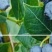 大果蓝莓树苗盆栽地栽果树苗南北方种植阳台庭院当年结果果树