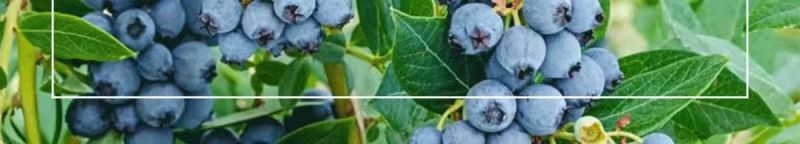 大果蓝莓树苗盆栽地栽果树苗南北方种植阳台庭院当年结果果树