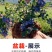 大果蓝莓树苗盆栽地栽果树苗南北方种植阳台庭院当年结果果树