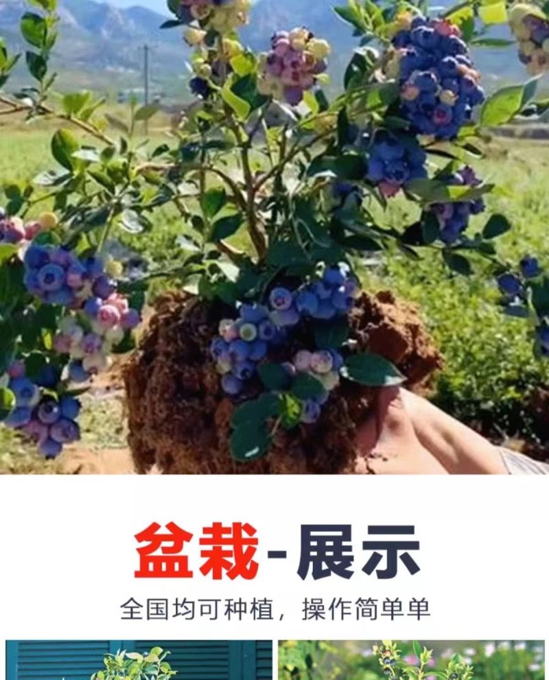 大果蓝莓树苗盆栽地栽果树苗南北方种植阳台庭院当年结果果树