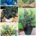 大果蓝莓树苗盆栽地栽果树苗南北方种植阳台庭院当年结果果树