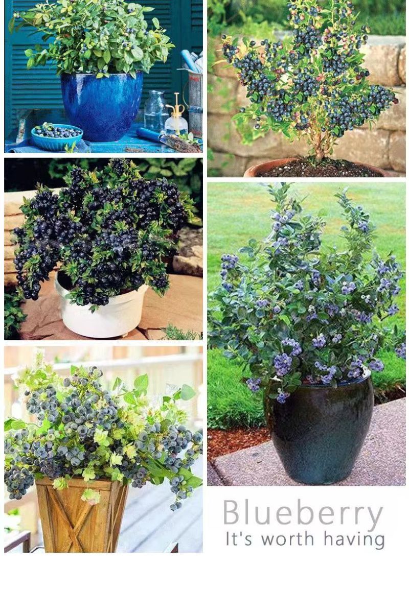 大果蓝莓树苗盆栽地栽果树苗南北方种植阳台庭院当年结果果树
