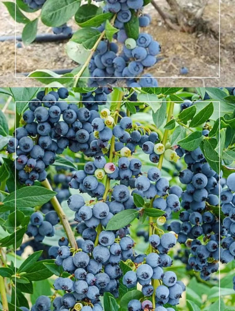 大果蓝莓树苗盆栽地栽果树苗南北方种植阳台庭院当年结果果树