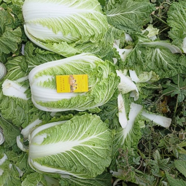 黄心白菜大白菜口感好价格实惠欢迎联系诚信经营