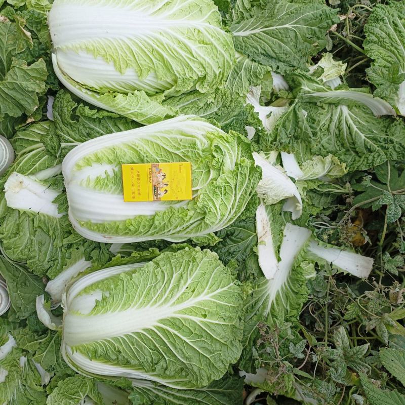黄心白菜大白菜口感好价格实惠欢迎联系诚信经营