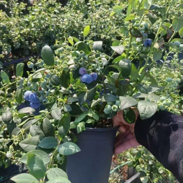 蓝莓树苗各种型号大量有货对接各大电商社区团购批发一件代发
