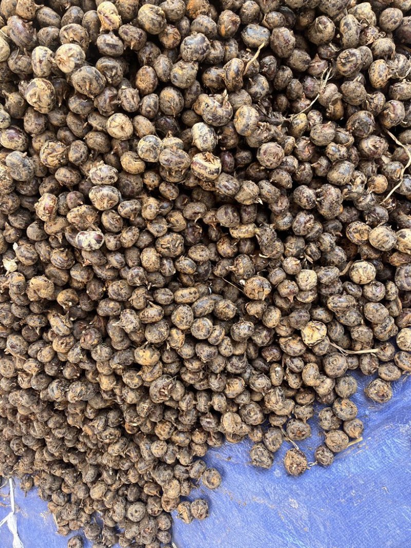 新鲜马蹄上市！皮薄肉脆，清甜赛梨，产地直供。