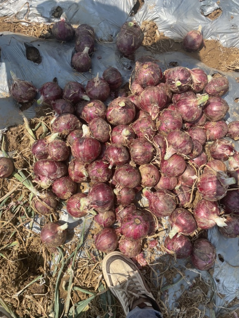 河南红皮洋葱大量上市货源充足对接电商社区团购市场产地直销