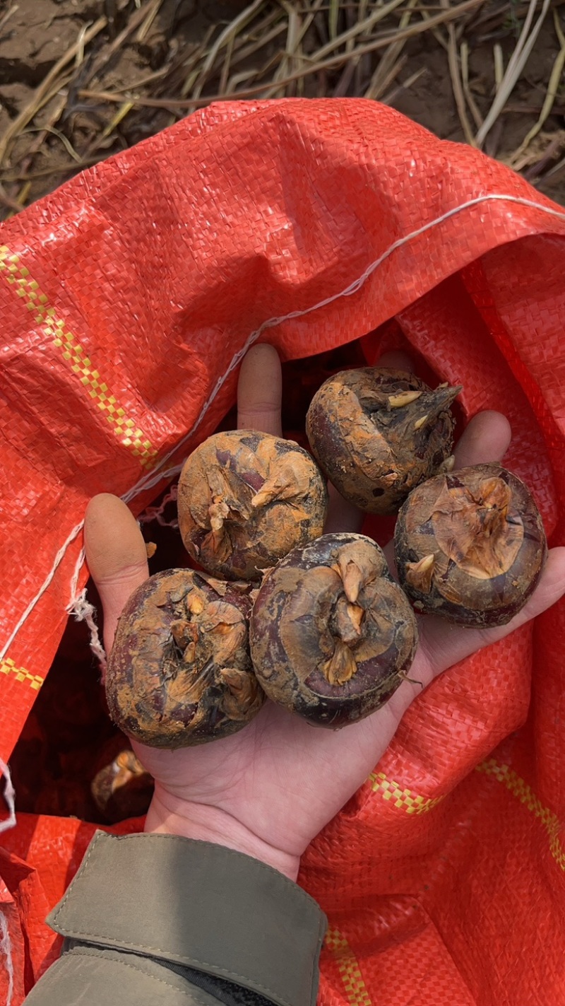 新鲜马蹄上市！皮薄肉脆，清甜赛梨，产地直供。