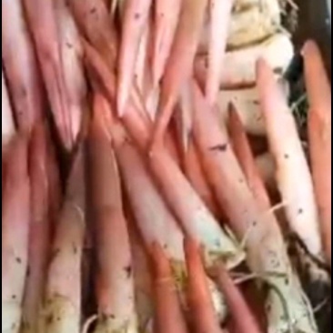 新鲜采摘阳荷，清香脆嫩，现货速发！