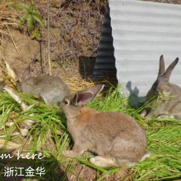 新鲜现杀兔肉天然放养顺丰包邮
