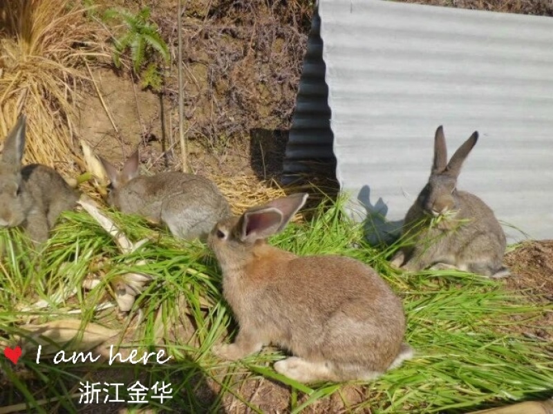 新鲜现杀兔肉天然放养顺丰包邮